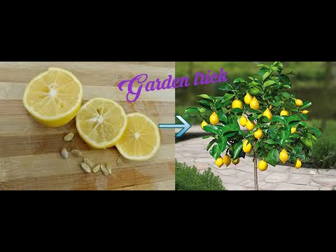 როგორ გავახაროთ ლიმონი? — How to grow a Lemon?